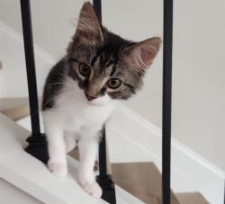 Shelter Stray Female Cat last seen CHARLOTTE, 8315 Byrum Dr, Charlotte, NC 28217, USA