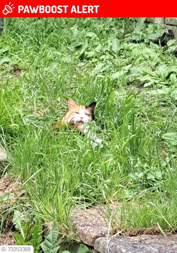 Lost Female Cat last seen Apparently seen by the palace theatre, Southend-on-Sea, England SS0 7EL