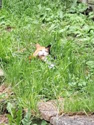 Lost Female Cat last seen Apparently seen by the palace theatre, Southend-on-Sea, England SS0 7EL