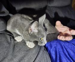 Reunited Female Cat last seen Centennial BLVD, Claremont, NC 28610