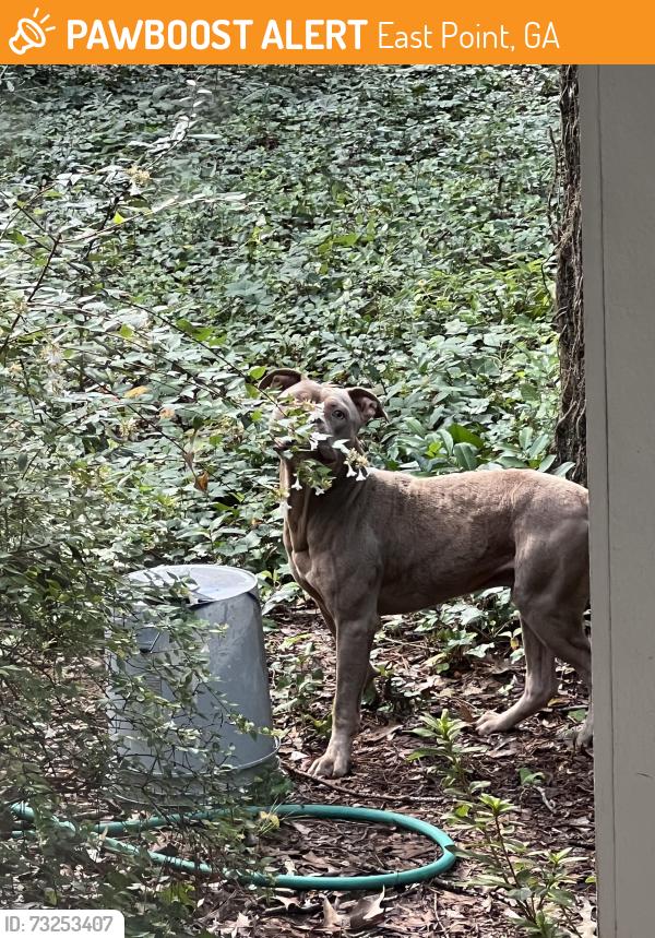 Found/Stray Unknown Dog last seen Near Connally Dr, East Point, GA 30344, East Point, GA 30344