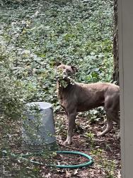 Found/Stray Unknown Dog last seen Near Connally Dr, East Point, GA 30344, East Point, GA 30344