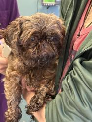Reunited Male Dog last seen Ansley Square, Atlanta, GA 30309