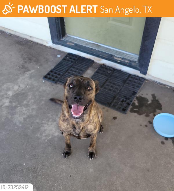 Found/Stray Female Dog last seen Santa Rita, ASU,, San Angelo, TX 76901
