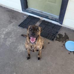 Found/Stray Female Dog last seen Santa Rita, ASU,, San Angelo, TX 76901