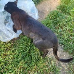 Reunited Female Cat last seen Denham Road, Greater London, England N20