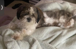 Lost Male Dog last seen Calhoun falls SC, Calhoun Falls, SC 29628