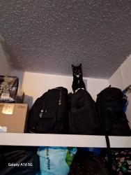 Lost Female Cat last seen Near 104 avenue, Edmonton, AB T5P 3A6