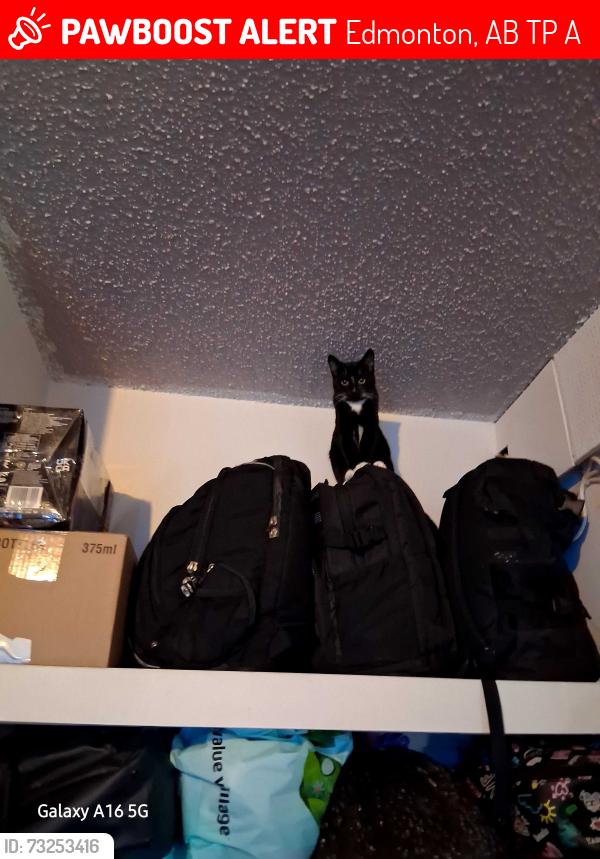Lost Female Cat last seen Near 104 avenue, Edmonton, AB T5P 3A6