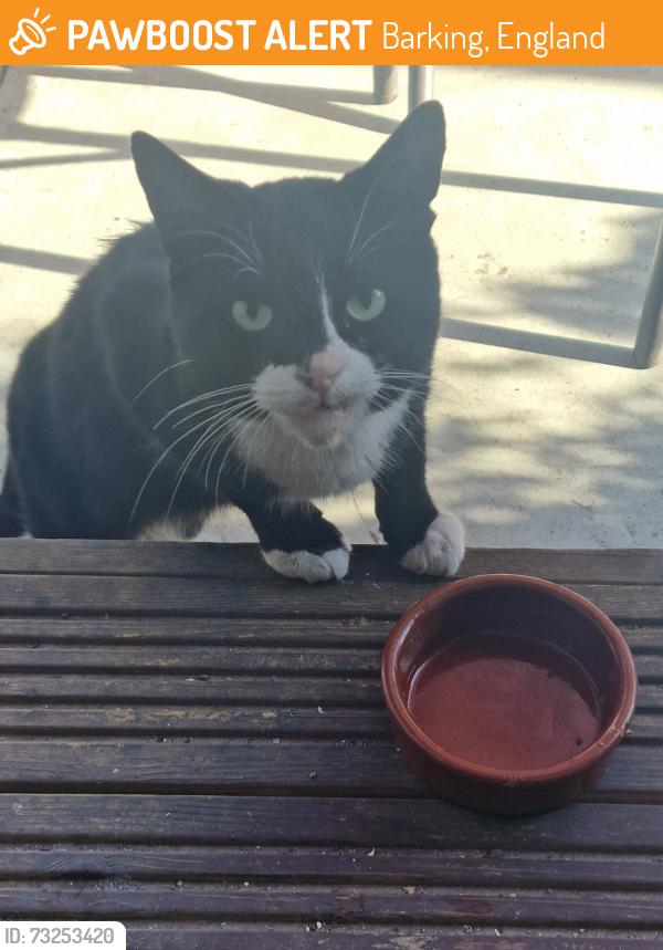 Found/Stray Unknown Cat last seen Highbridge Rd, Barking, Barking, England 