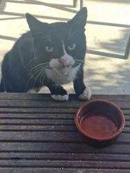 Found/Stray Unknown Cat last seen Highbridge Rd, Barking, Barking, England 