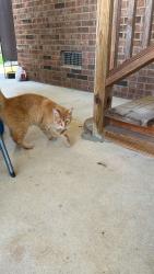 Found/Stray Female Cat last seen Friendly Road. Dunn, Dunn, NC 28334