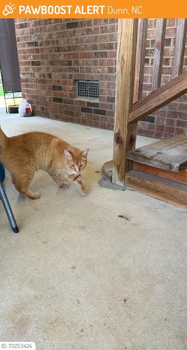 Found/Stray Female Cat last seen Friendly Road. Dunn, Dunn, NC 28334