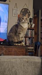 Reunited Female Cat last seen Alturas ave and Wesley dr, Reno, NV 89503