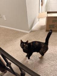 Found/Stray Female Cat last seen Dunwoody Crossing apmts, Dunwoody, GA 30338