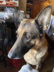 Lost Female Dog last seen Mansfield & Whitlock Ave, Detroit, MI 48226