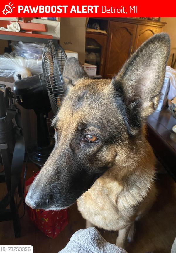 Lost Female Dog last seen Mansfield & Whitlock Ave, Detroit, MI 48226