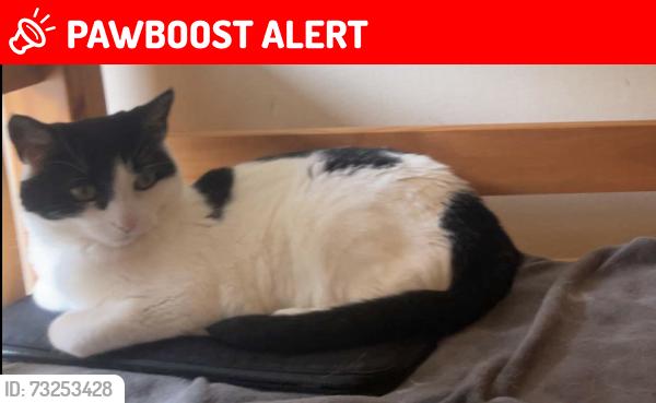 Lost Female Cat last seen Morgan Mansions, Greater London, England N7 8NA