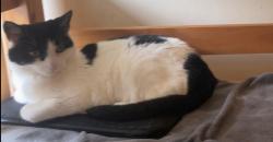 Lost Female Cat last seen Morgan Mansions, Greater London, England N7 8NA