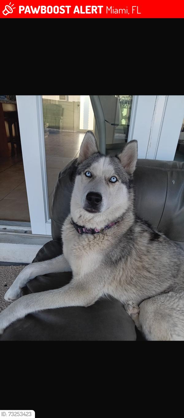Lost Female Dog last seen Near Nw 31 Ave, Miami, FL 33147