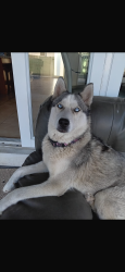Lost Female Dog last seen Near Nw 31 Ave, Miami, FL 33147