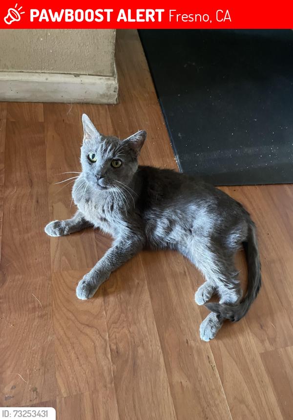 Lost Male Cat last seen Cedar & Church. By amigos market., Fresno, CA 93725