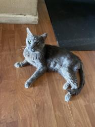 Lost Male Cat last seen Cedar & Church. By amigos market., Fresno, CA 93725