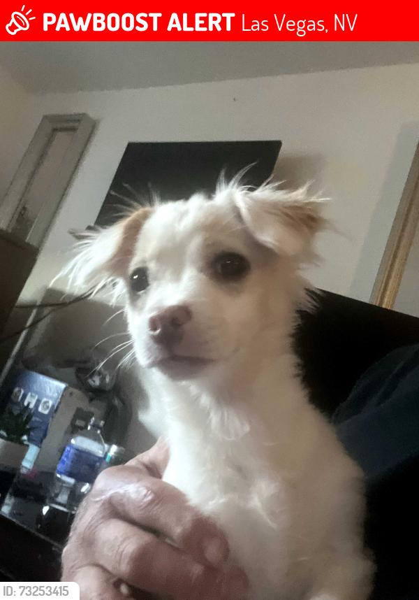Lost Male Dog last seen Turned into foundation, Las Vegas, NV 89101