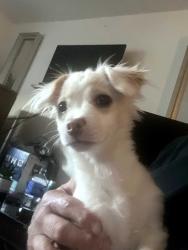 Lost Male Dog last seen Turned into foundation, Las Vegas, NV 89101