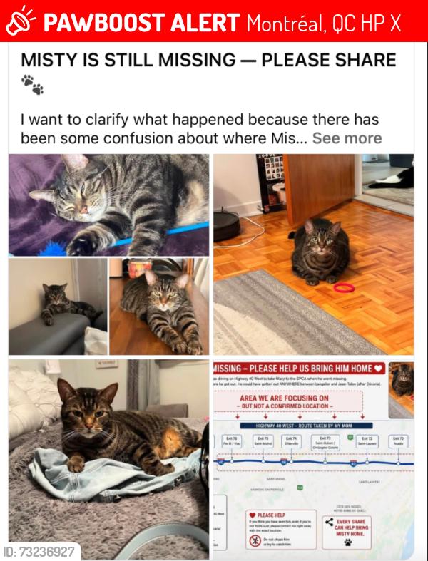 Lost Female Cat last seen Autoroute 40 près de la sortie Iberville, Montréal, QC H4P 1X4