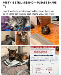 Lost Female Cat last seen Autoroute 40 près de la sortie Iberville, Montréal, QC H4P 1X4