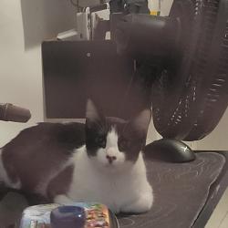 Lost Male Cat last seen Perto do posto Maracanã, Vila Isabel, RJ 20541-100