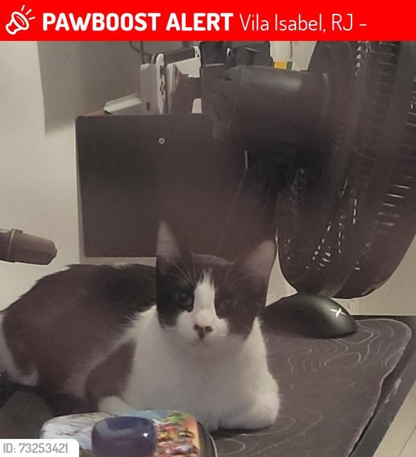 Lost Male Cat last seen Perto do posto Maracanã, Vila Isabel, RJ 20541-100