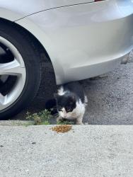 Found/Stray Unknown Cat last seen Montgomery and Memphis near Palmer Cemetery, Philadelphia, PA 19125