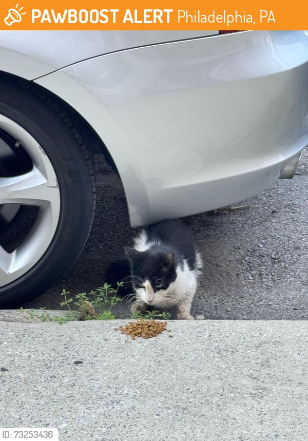 Found/Stray Unknown Cat last seen Montgomery and Memphis near Palmer Cemetery, Philadelphia, PA 19125