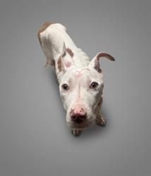 Shelter Stray Male Dog last seen Preston St, CITY, SC, 150 Dexter Rd, Spartanburg, SC 29303, USA