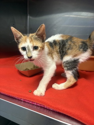 Shelter Stray Female Cat last seen Near Blk of Traction, District 3 - East Cleburne,, 2375 Service Dr, Cleburne, TX 76033, USA