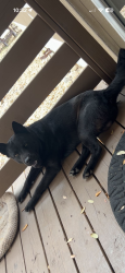Lost Male Dog last seen Eagles way / falcon oaks, Leander, TX 78641