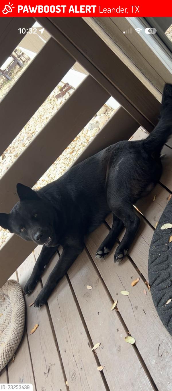 Lost Male Dog last seen Eagles way / falcon oaks, Leander, TX 78641