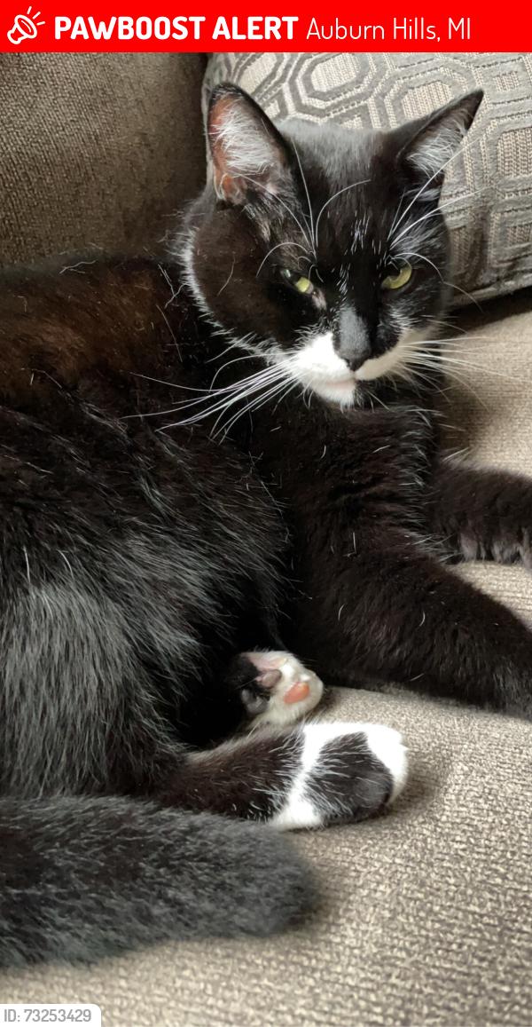 Lost Male Cat last seen Auburn and opdyke, Auburn Hills, MI 48326
