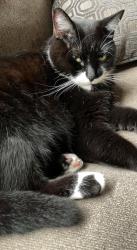 Lost Male Cat last seen Auburn and opdyke, Auburn Hills, MI 48326