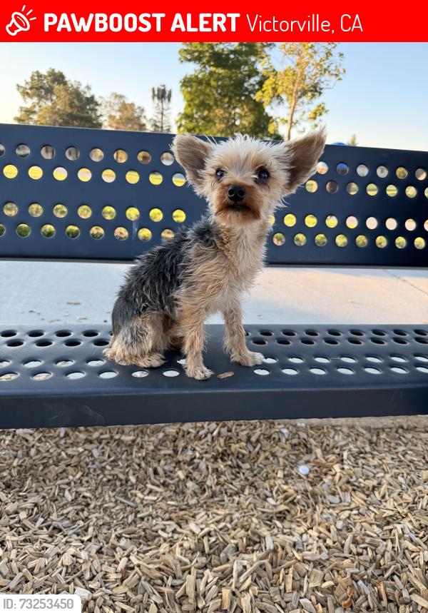 Lost Male Dog last seen Tawney ridge ln amberpointe, Victorville, CA 92394
