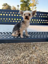 Lost Male Dog last seen Tawney ridge ln amberpointe, Victorville, CA 92394