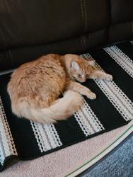 Lost Male Cat last seen Evergreen and Babcock, Millvale, PA 15209