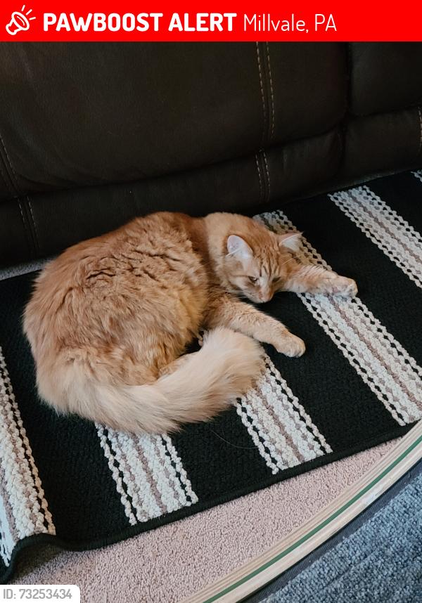 Lost Male Cat last seen Evergreen and Babcock, Millvale, PA 15209