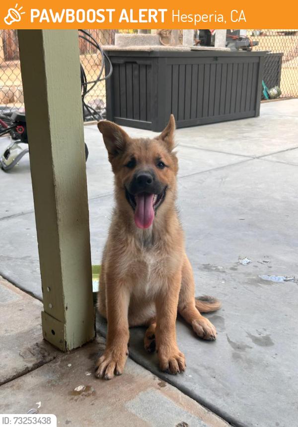 Found/Stray Male Dog last seen Buckthorn Ave and Walnut, Hesperia, Hesperia, CA 92345