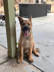 Found/Stray Male Dog last seen Buckthorn Ave and Walnut, Hesperia, Hesperia, CA 92345