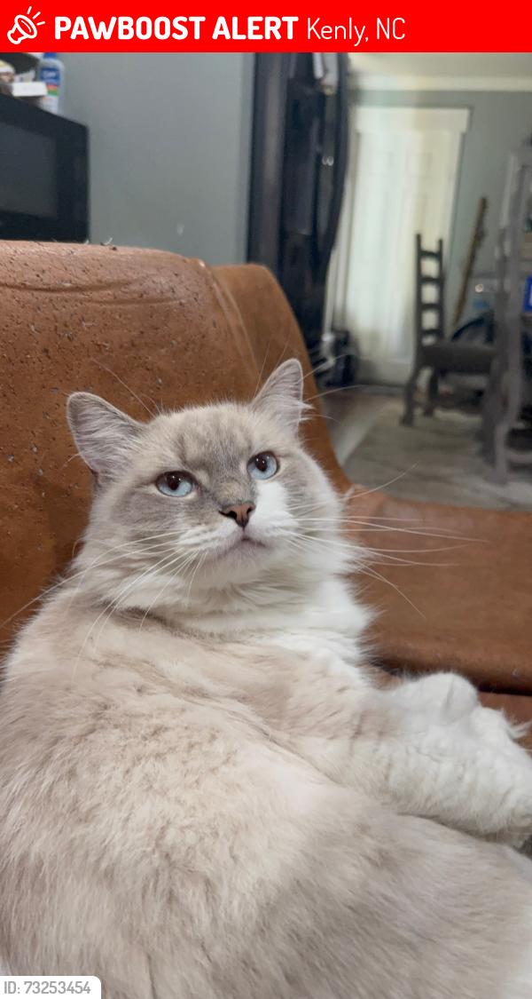 Lost Female Cat last seen 222/42, Kenly, NC 27542