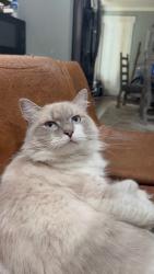 Lost Female Cat last seen 222/42, Kenly, NC 27542