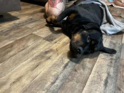 Found/Stray Female Dog last seen Stone bluff, Louisville, KY 40228